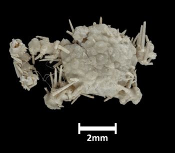 Media type: image;   Invertebrate Zoology OPH-2123 Description: Top down view of single ophiuroid specimen, arms mostly missing, with a scale bar.;  Aspect: dorsal